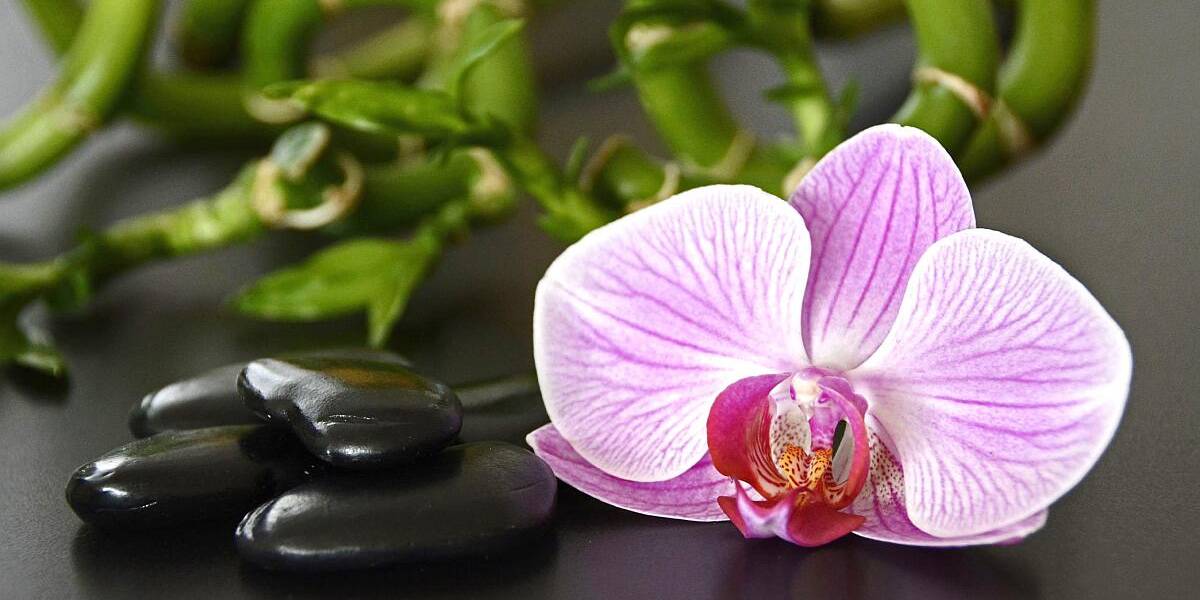 reiki-orchidee